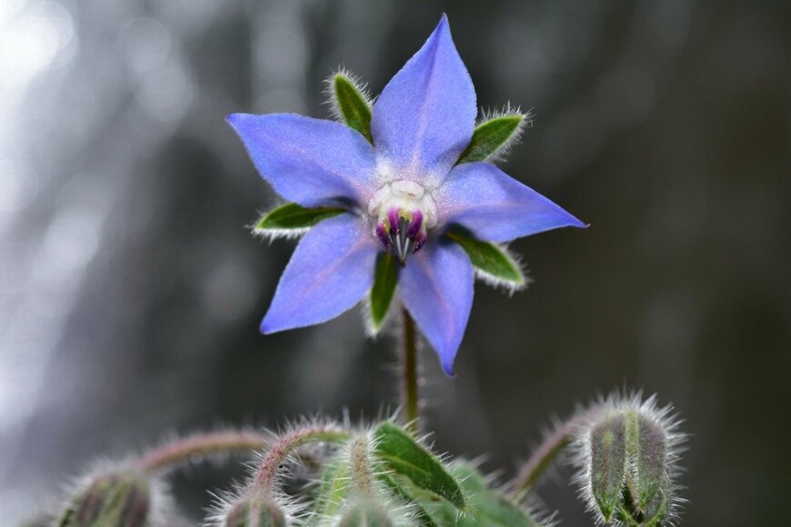 【ガーデニング】春の花が美しいハーブ！庭や花壇で楽しめるオススメ7選