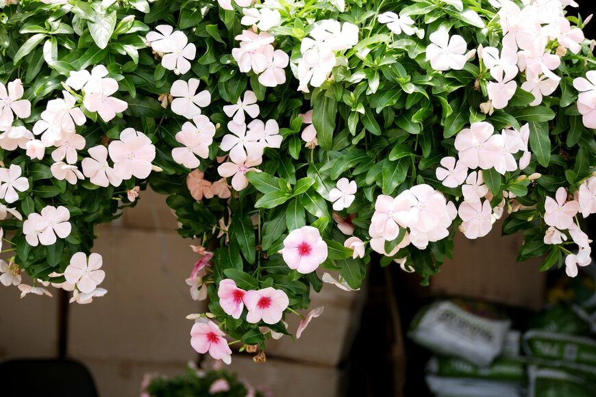 honeymonster/Shutterstock.com