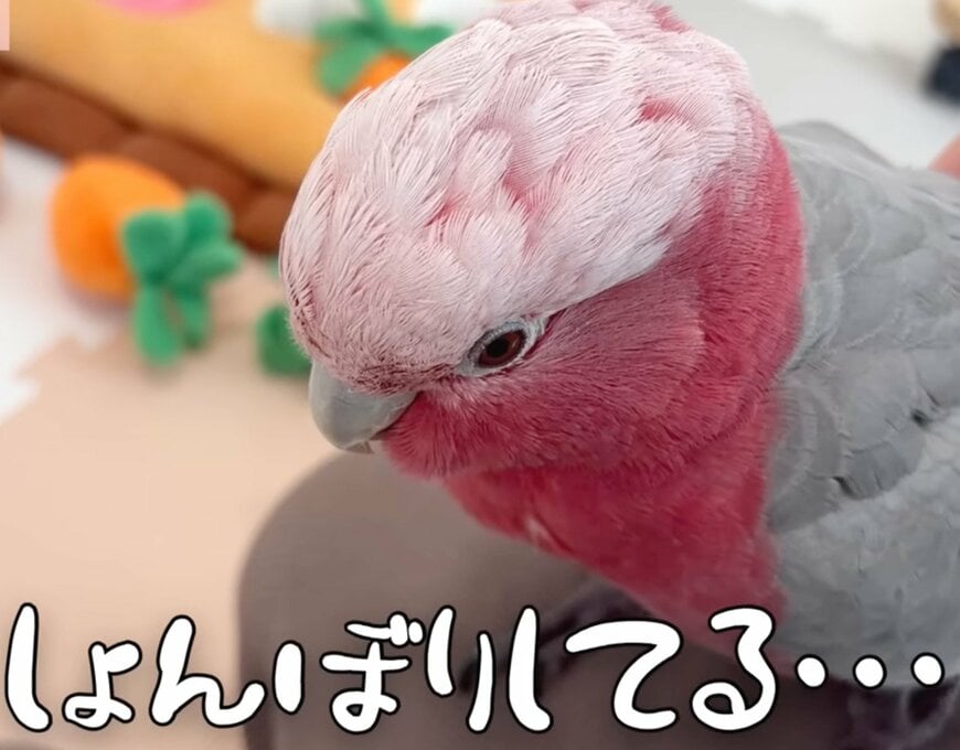 【しょんぼりインコ】大好きなおもちゃの引退を悲しむも…　意外な展開で表情が一変