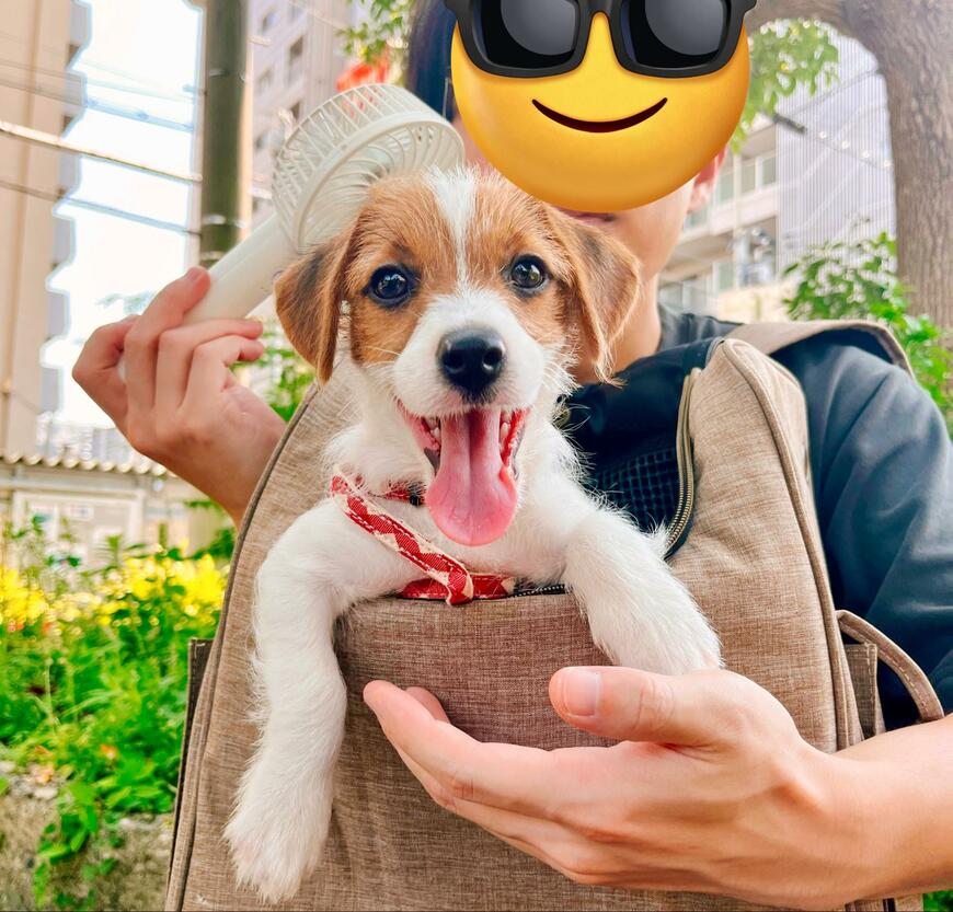 出所：@papaya_paya11