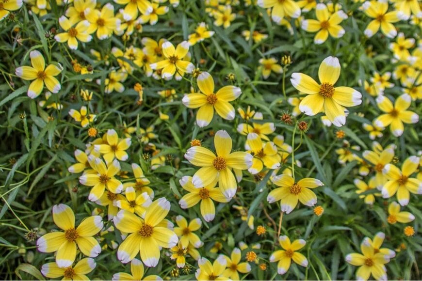 Penny Hicks/shutterstock.com