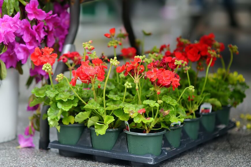 Maria Sbytova/shutterstock.com