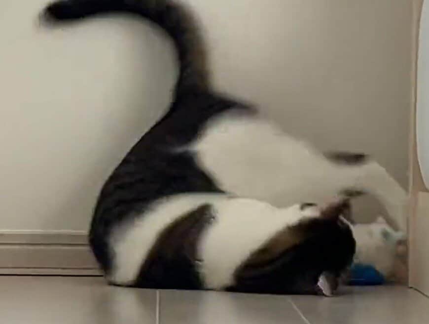 出所：@Saeroyi_cat