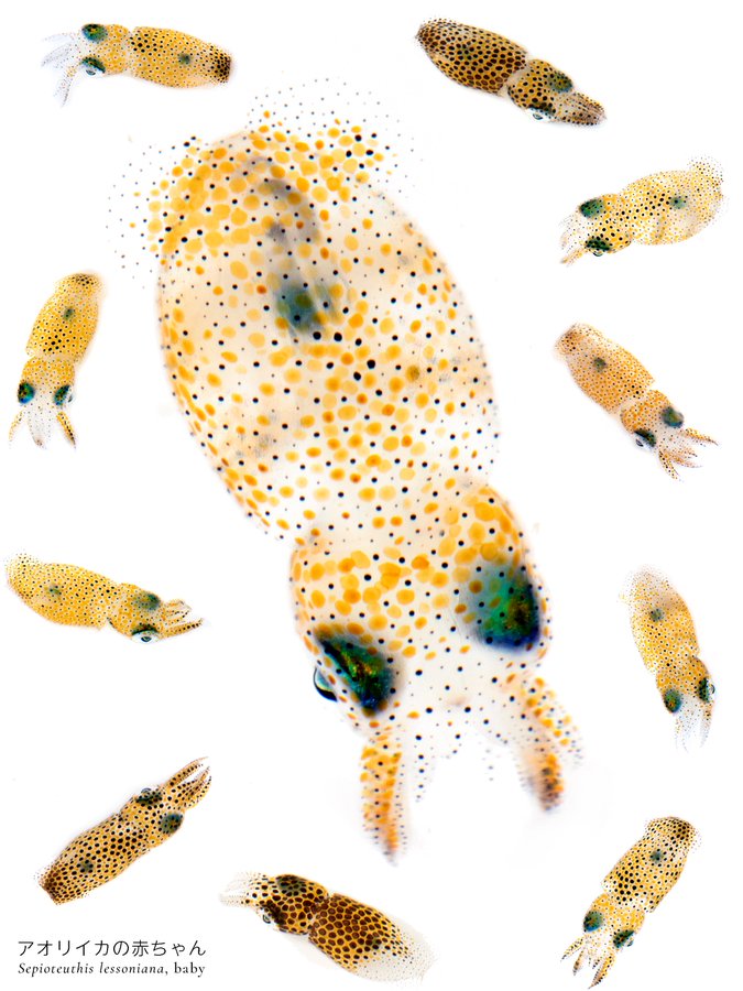 出所：@K_theHermit