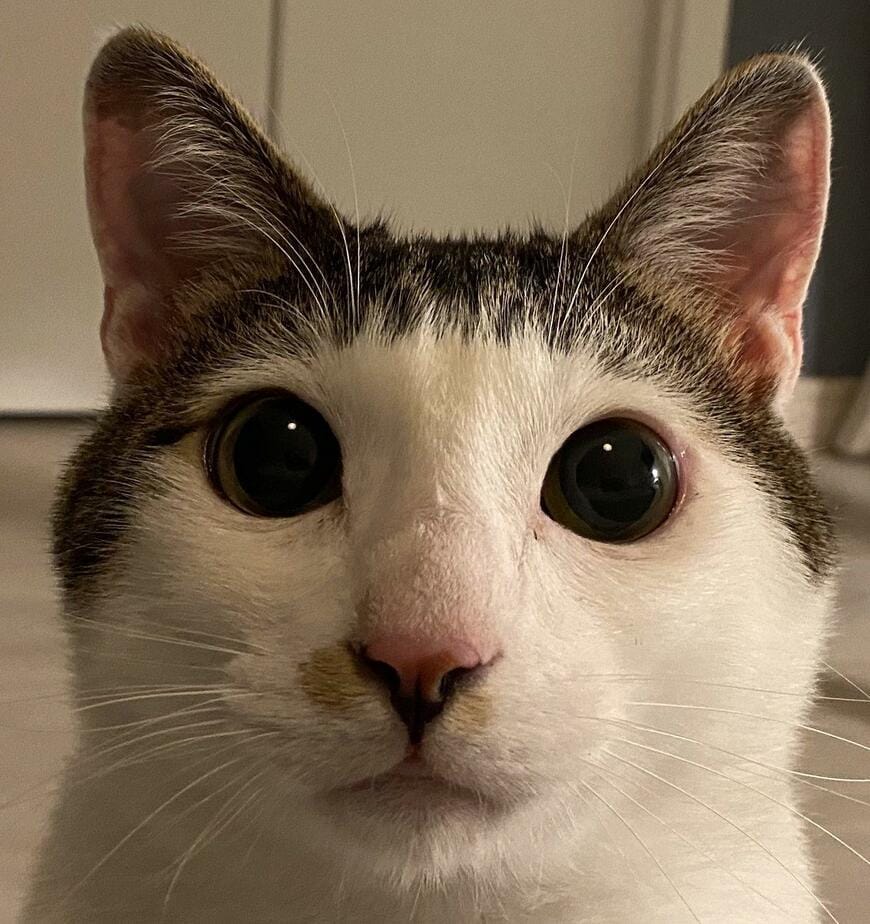 出所：@Saeroyi_cat