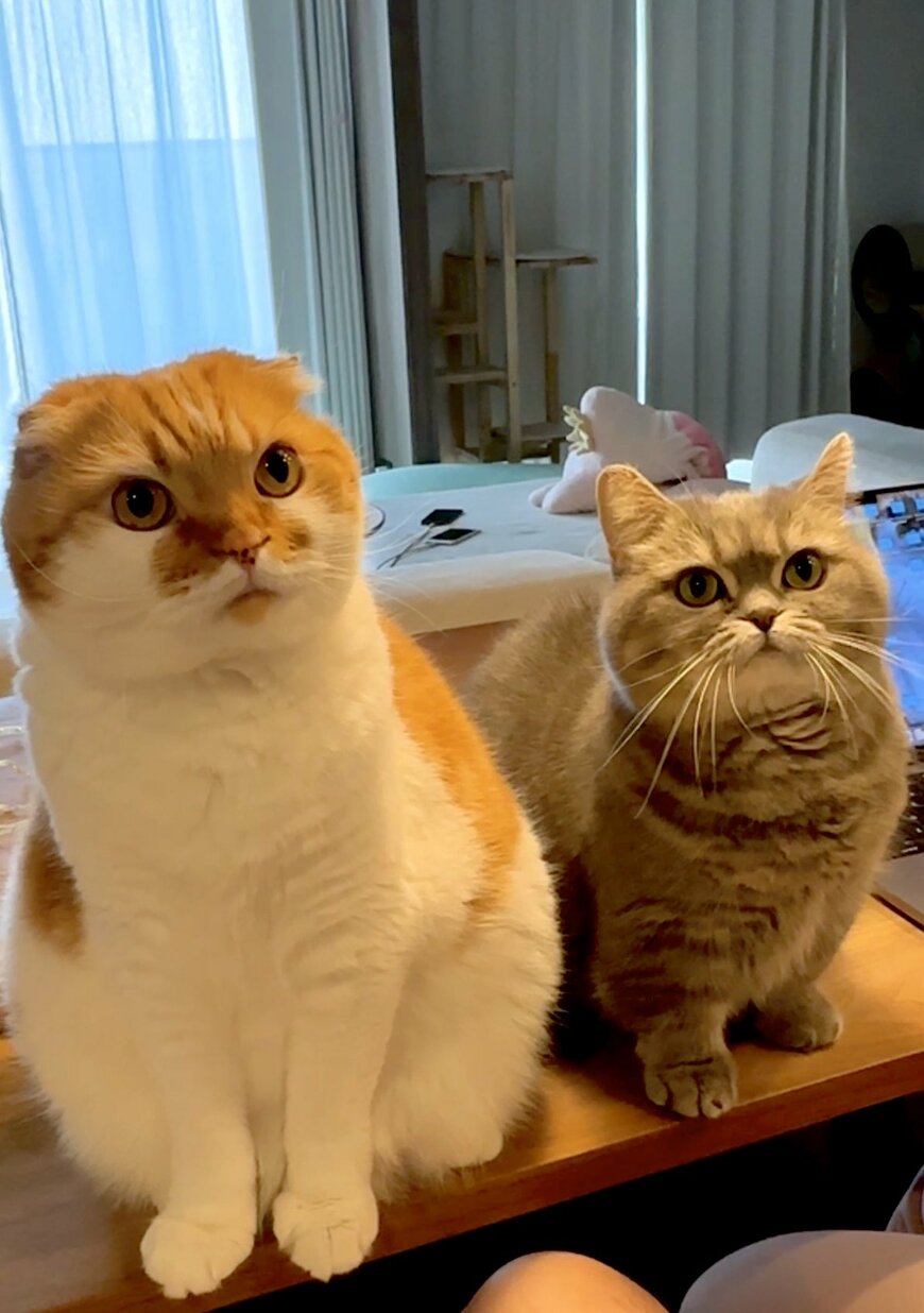 出所：@himaritomugi