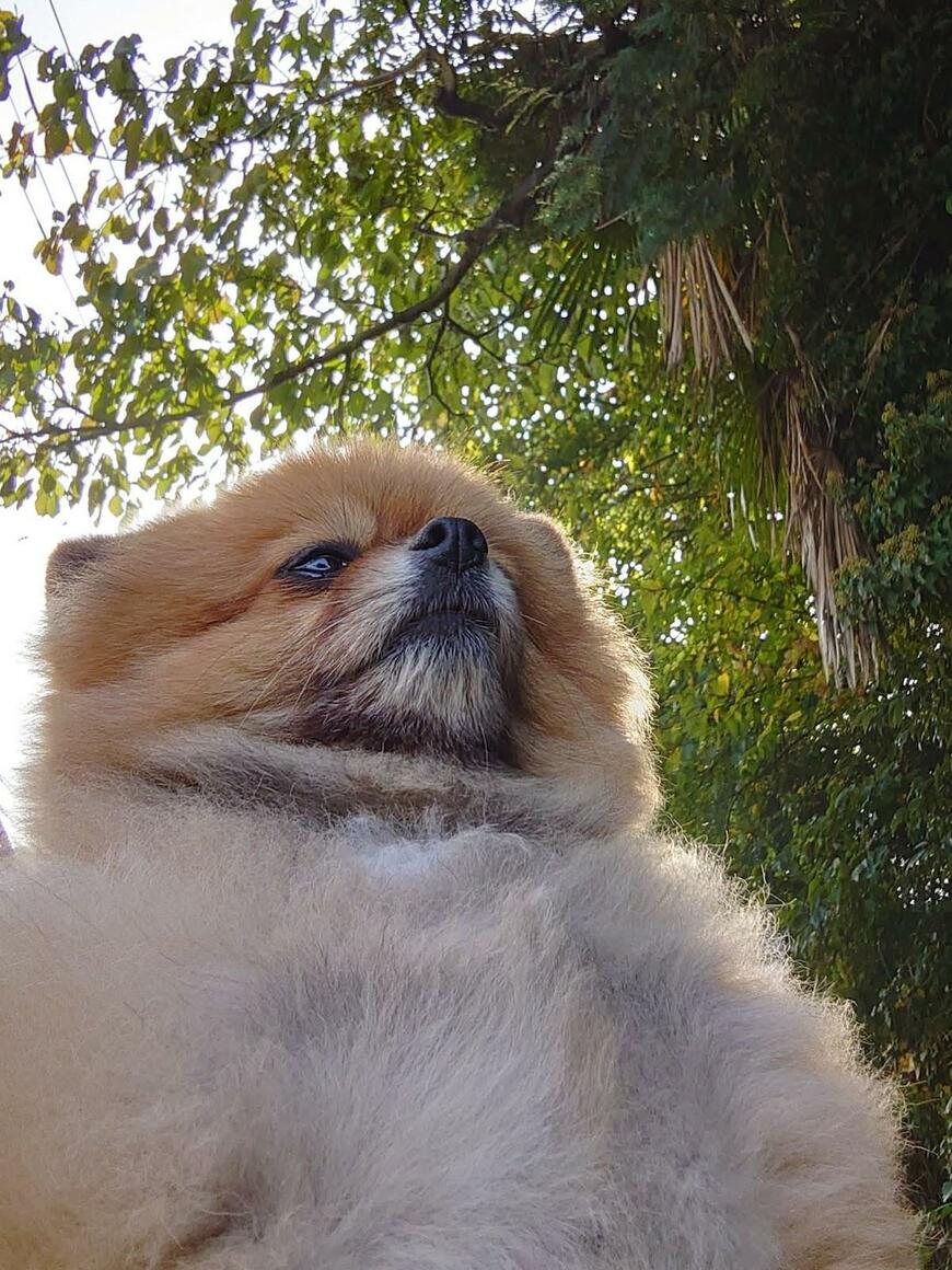 出所：@harepiyopiyo