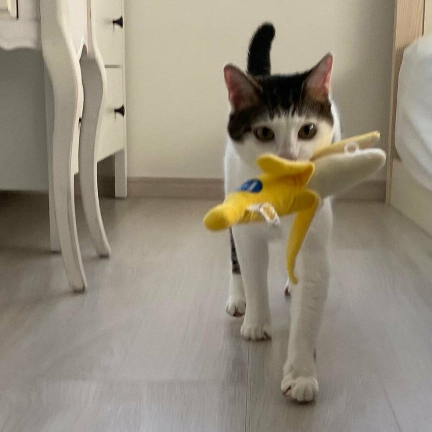 出所：@Saeroyi_cat