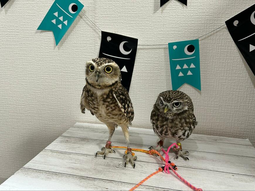 出所：@chimaki_anahori