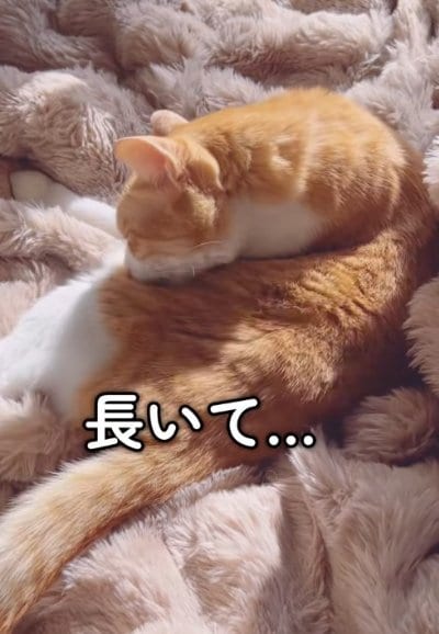 出所：@miko_nekoneko