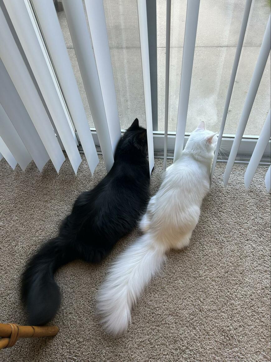 出所：@CatCompassMap