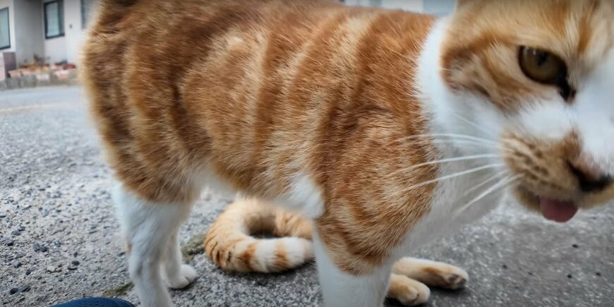 出所：@ImpressedCatVideo