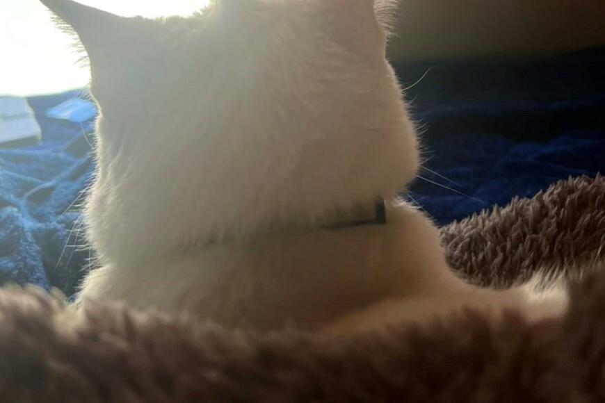 「寝癖のクセが強い」白猫さんのかわいい写真が話題【2023年03月ベストセレクション】