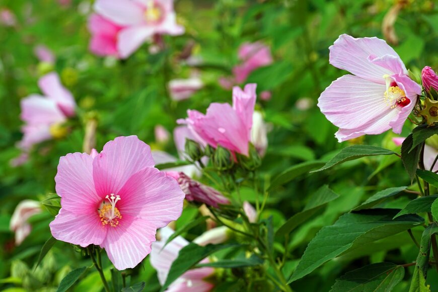 【8月のガーデニング】草花＆バラのお手入れポイントは？夏空に映える美しい花々も紹介！
