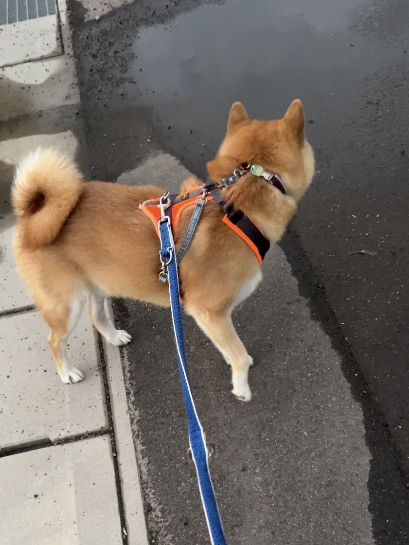 柴犬