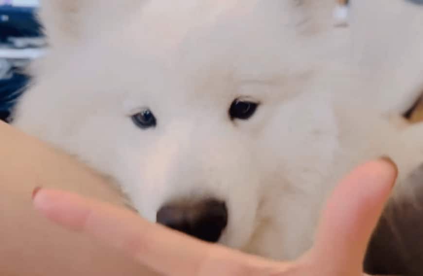 リンゴが食べたいサモエド