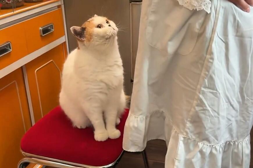 熱烈な視線を送る猫