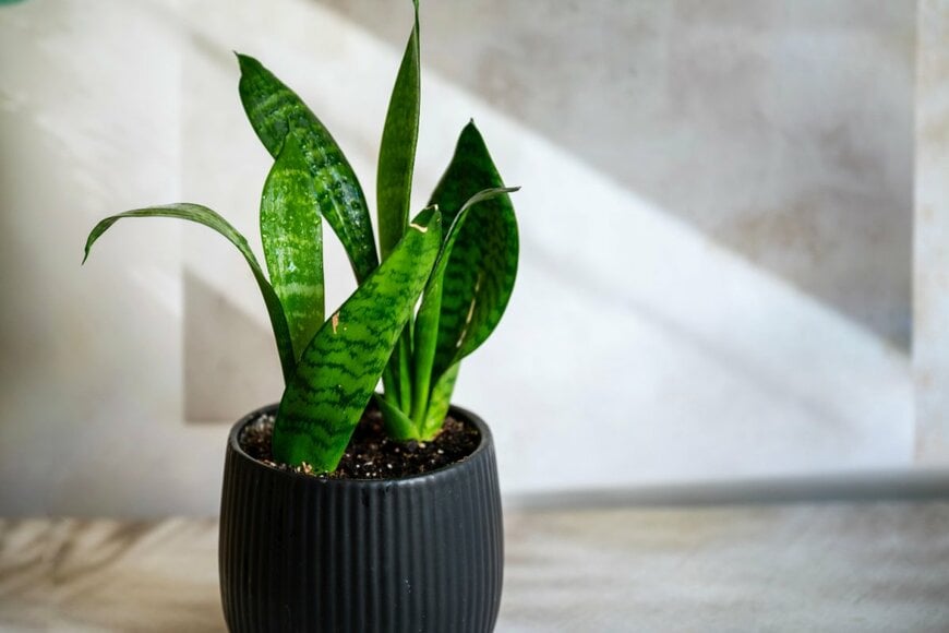 黒い植木鉢に植えられた、サンセベリア