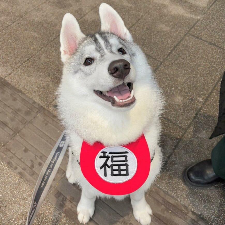 かわいいシベリアンハスキー