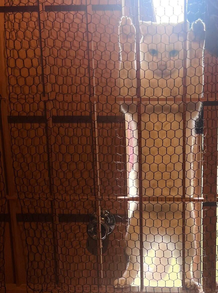 フェンスにつかまる猫