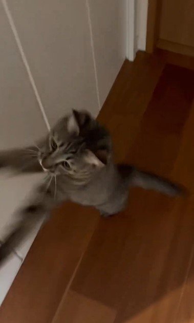 ジャンプする猫