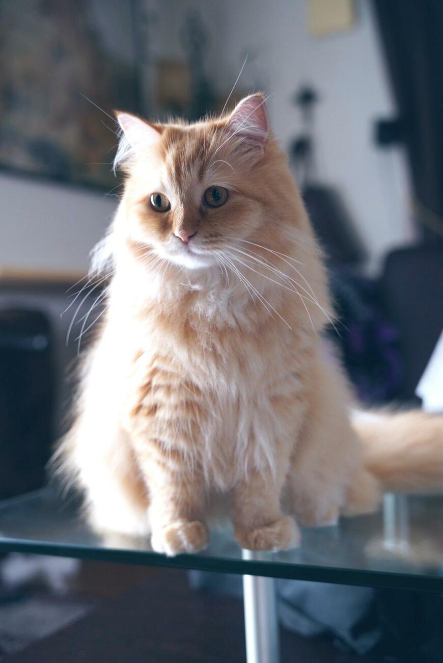 テーブルの上の猫