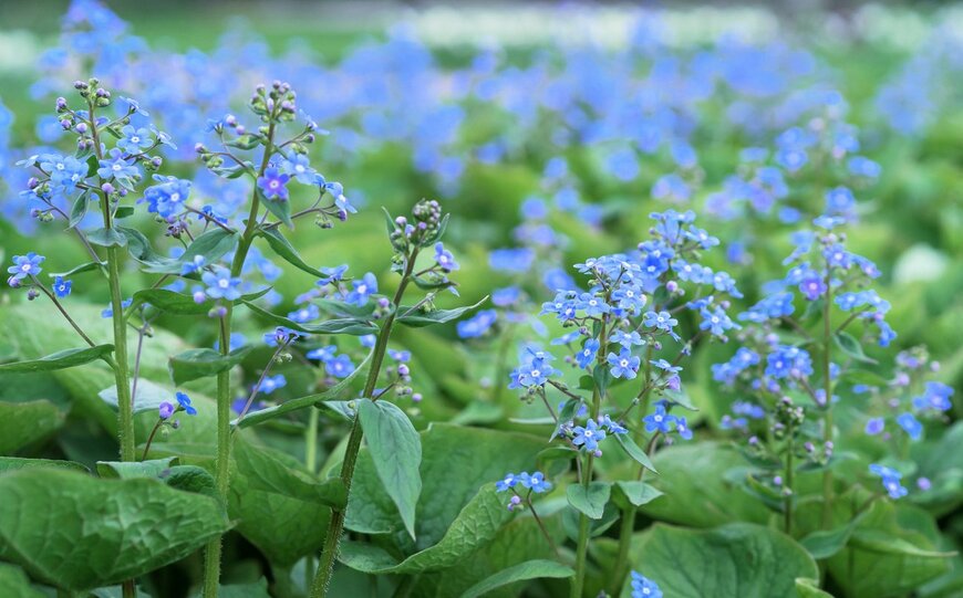 ブルンネラの花が咲いている。花の色は薄い青。葉は大きくて深い緑。