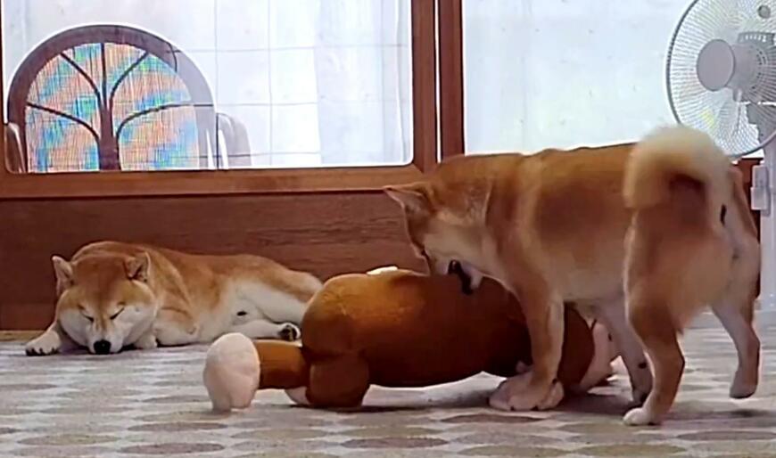 ぬいぐるみをくわえる犬