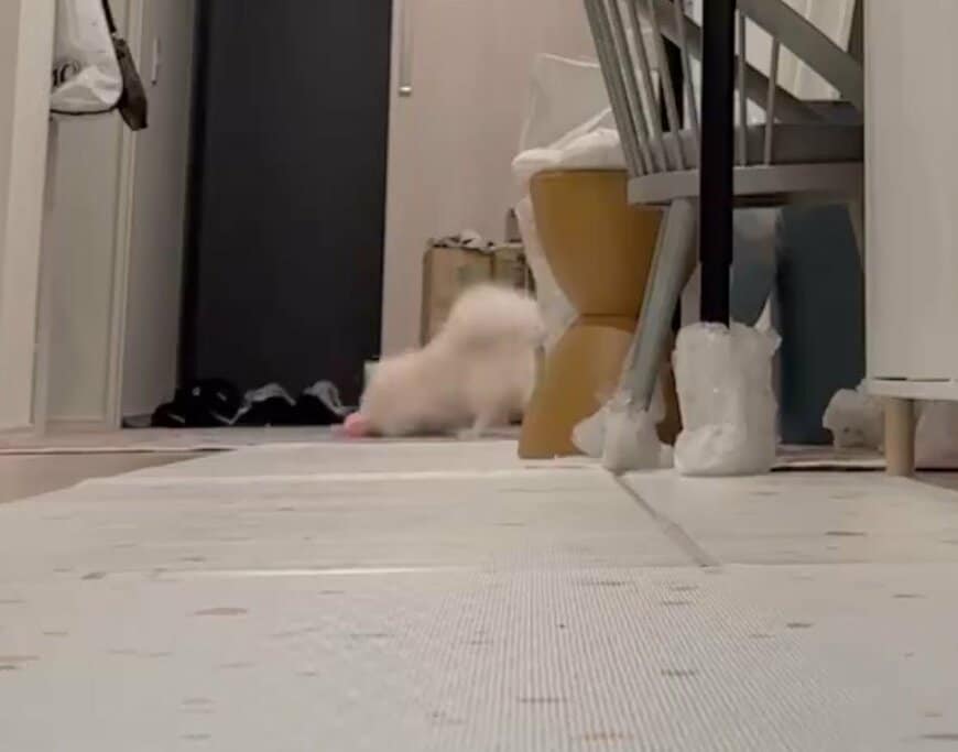 遊ぶポメラニアン