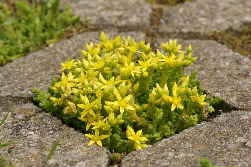 セダムの黄色い花。石畳の隙間に植えらえている。