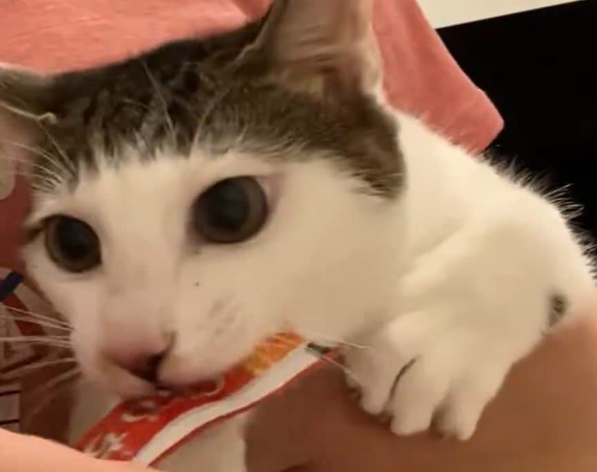 変化なし成長後の猫