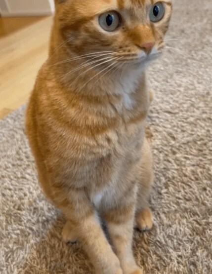 祭りの音を怖がる猫