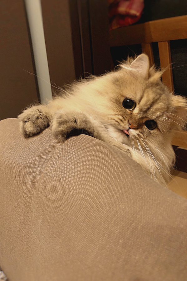 舌を出す猫