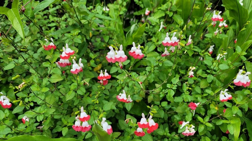 チェリーセージの筆者撮影写真