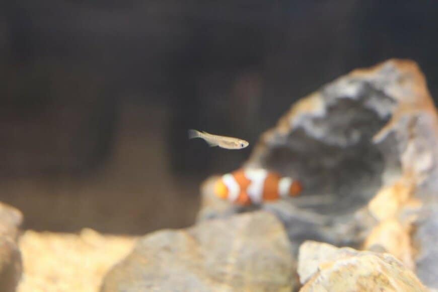 海水に馴らしたメダカ