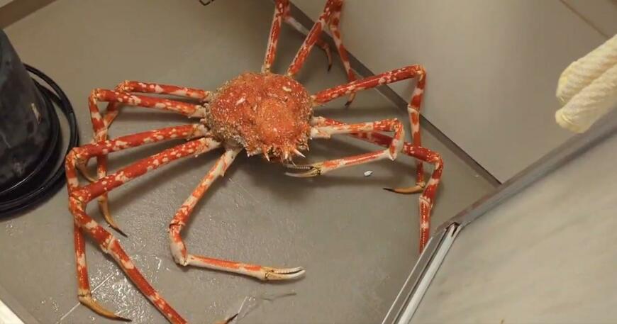 風呂場で撮影されたタカアシガニ