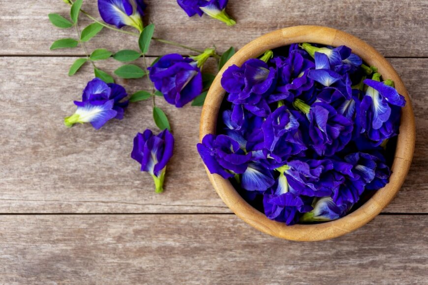 バタフライピーの花