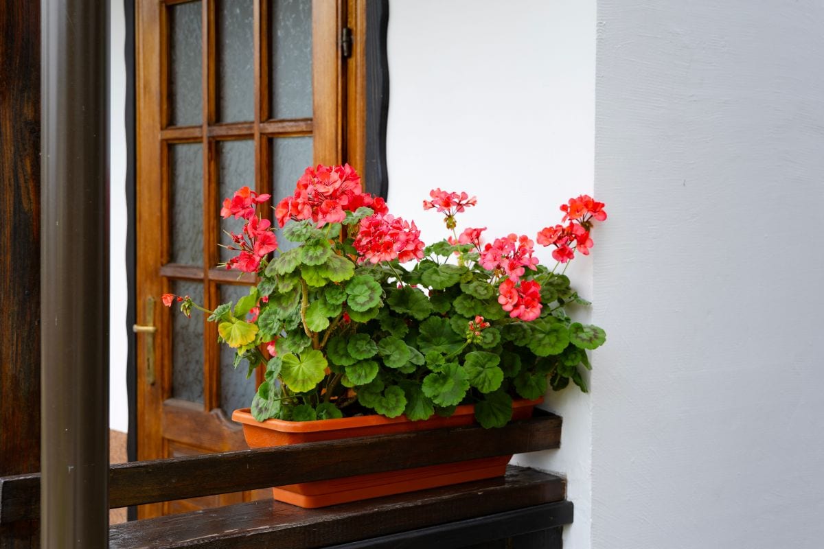 プランターでずっと咲く花！？】1鉢で玄関が映える！春が植えどきの