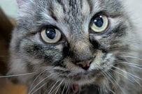 美形の猫ちゃんが「歴史的偉人」に変身　想像以上の変貌ぶりに「生まれ変わりだと思う」