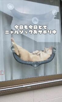 「猫の着ぐるみでしょ？」ハンモックで寝ているところを起こされた時の反応がかわいすぎる猫