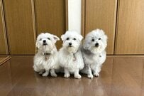 散歩中の「犬の様子」に強烈な違和感　「あるものに見える」と話題に
