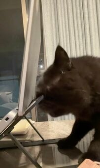 PCがガタガタ揺れる…犯人は猫ちゃんでした「春先は毎年」の理由に反響