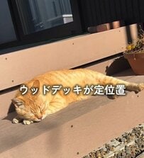 【猫と暮らす家】夏は灼熱になる〈ウッドデッキ〉→迷い猫のために人工芝とウッドパネルを敷くだけDIYで肉球にも安心な〈快適空間〉が誕生