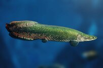 世界最大の淡水魚「ピラルクー」を刺身で実食　あまりにも珍しい一品に「どんな味？」「羨ましい」
