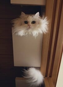 残業から帰ったら出迎えが完全にホラー…モフモフな白猫が見せた怖くて可愛い姿に目が釘づけ！