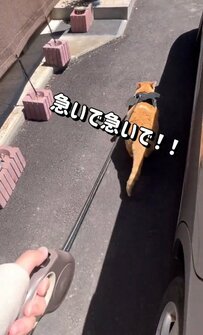 【ダッシュ】のんびりお散歩していたらまさかの訪問者登場！？急いで逃げた猫ちゃんに注目集まる