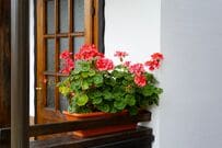 【プランターでずっと咲く花！？】1鉢で玄関が映える！春が植えどきの〈四季咲き性多年草〉6選