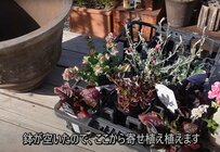 【ペチュニア寄せ植え】ペチュニア、ゼラニウム、マーブルストロベリー...春の寄せ植え動画が話題！