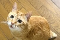 【元保護猫】遊んでほしい猫ちゃんの行動に注目　飼い主への上目遣いがかわいすぎる