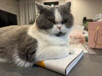 買ったばかりの本の上に乗っかる猫ちゃん→堂々と居座る様子に思わず笑い